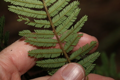 Acacia oshanesii