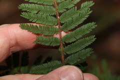 Acacia oshanesii