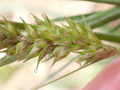 Carex nubigena
