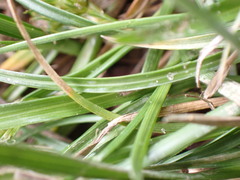 Carex nubigena
