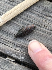 Dicerca tenebrica