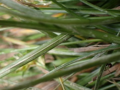 Carex nubigena