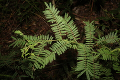 Acacia oshanesii