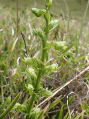 Platanthera mandarinorum pachyglossa