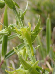 Platanthera mandarinorum pachyglossa