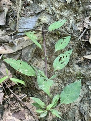 Lysimachia radicans