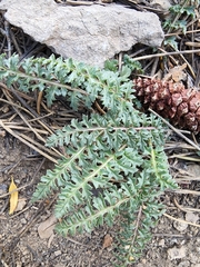 Pedicularis semibarbata charlestonensis