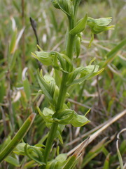 Platanthera mandarinorum pachyglossa