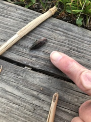 Dicerca tenebrica