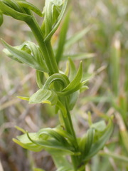 Platanthera mandarinorum pachyglossa