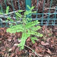 Sophora chathamica