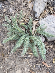 Pedicularis semibarbata charlestonensis