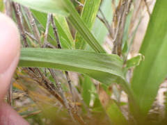 Platanthera mandarinorum pachyglossa