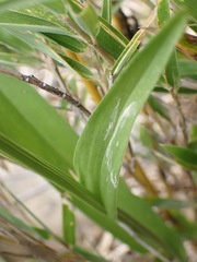 Platanthera mandarinorum pachyglossa