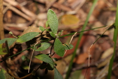 Pimelea altior