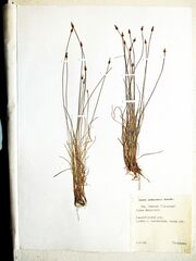 Carex jankowskii