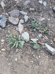 Pedicularis semibarbata charlestonensis