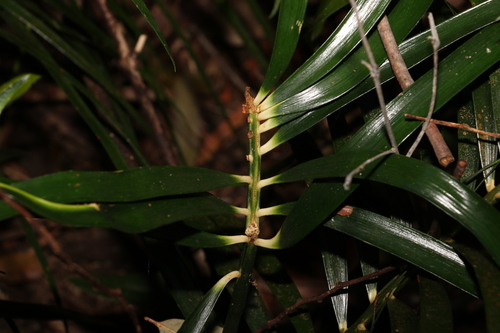 Image of Macrozamia lucida by (c) Greg Tasney, some rights reserved (CC BY-SA)