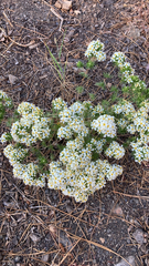 Leptosiphon nuttallii