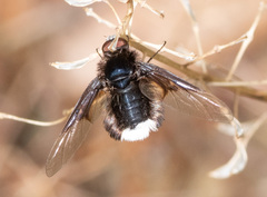 Ogcodocera leucoprocta