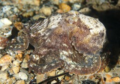 Octopus berrima