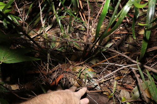 Image of Macrozamia lucida by (c) Greg Tasney, some rights reserved (CC BY-SA)
