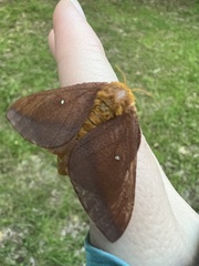 Anisota pellucida