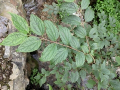 Philadelphus incanus