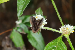 Staphylus ascalon