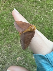 Anisota pellucida