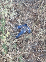 Aphelocoma californica