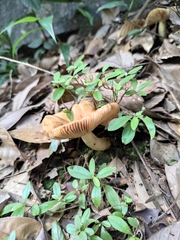 Russula senecis