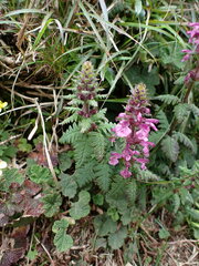 Pedicularis refracta transmorrisonensis