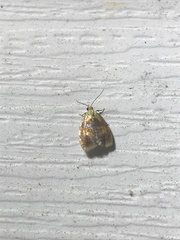 Acleris curvalana