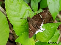 Murgaria doryssus doryssus