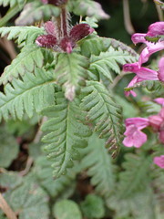 Pedicularis refracta transmorrisonensis
