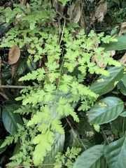 Lygodium japonicum
