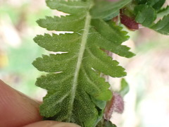 Pedicularis refracta transmorrisonensis