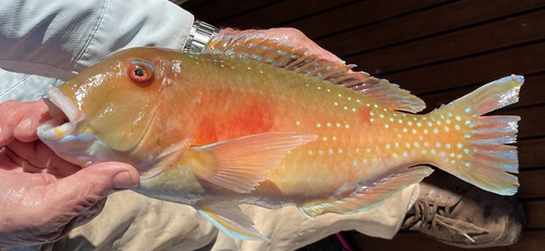Venus tuskfish (Choerodon venustus) — Labridae — 2