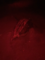 Dermochelys coriacea image