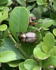 Epectinaspis mexicana