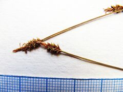 Carex jankowskii