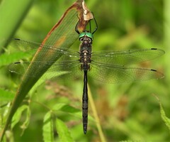 Somatochlora hineana