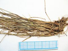 Carex jankowskii