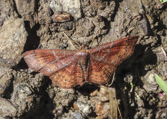 Leptostales rubromarginaria