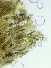 Physarum psittacinum