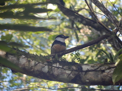 Notharchus swainsoni