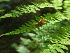 Limnephilus rhombicus