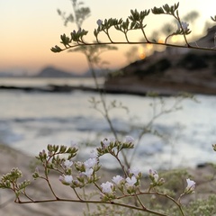 Limonium cossonianum