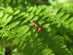 Limnephilus rhombicus